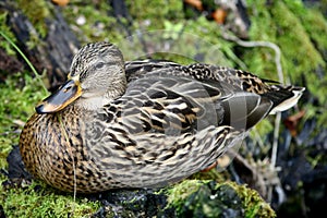 Duck sitting on the moss