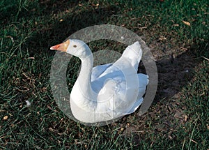 Duck sitting in relaxed position on greenery