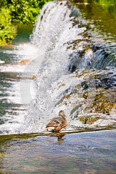 Duck sitting by the water cascade