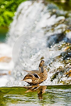 Duck sitting by the water cascade