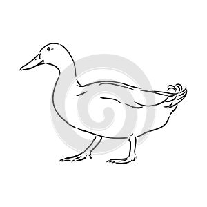 duck sketch vector illustration,isolated on white background,animals top view