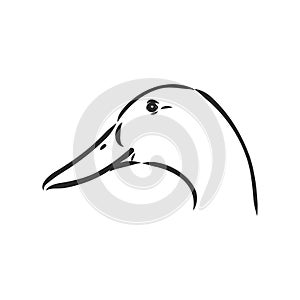 duck sketch vector illustration,isolated on white background,animals top view