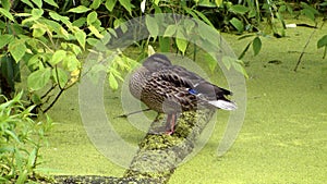 Duck sleeping on the overgrown pond.