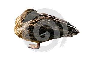 Duck sleeps sitting on a snag in the pond, isolated on a white background. Female duck sitting on a log in the lake