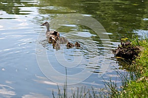 Duck with small ducklings swims in the pond