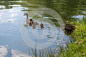 Duck with small ducklings swims in the pond