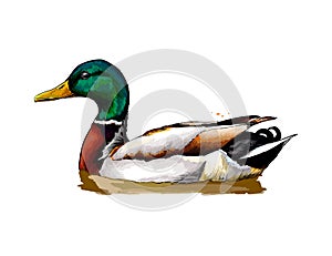 Duck from a splash of watercolor, colored drawing, realistic