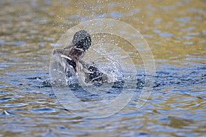 duck splashing in the water, drowning in spray