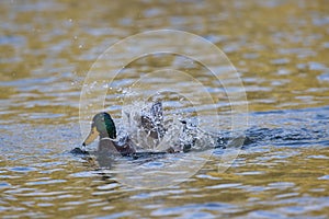 duck splashing in the water, drowning in spray