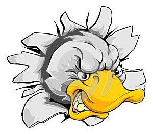 Duck sports mascot breakthrough