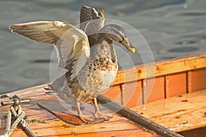 Duck spreading its wings.