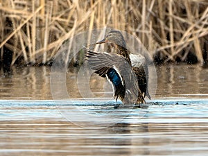 Duck spreading its wings on the Neajlov river delta, Romania