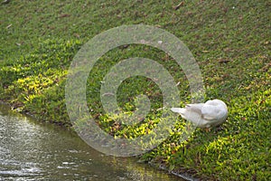 Duck stand next to a pond
