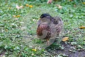 Duck standing on one leg