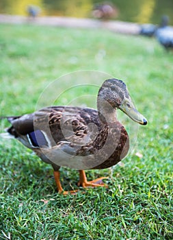 Duck standing in a pond on a grass background