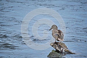 Duck standing in river is getting ready swim