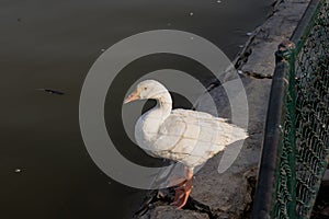 Duck Standing Still on the edge of the lake