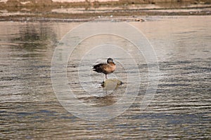 Duck standing on stone