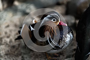 duck standing on a stone wall looking around. Brown duck with red beak. duck bird, duck in the zoo, wildlife in the zoo. Landscape