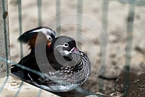 duck standing on a stone wall looking around. Brown duck with red beak. duck bird, duck in the zoo, wildlife in the zoo. Landscape