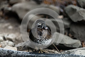 duck standing on a stone wall looking around. Brown duck with red beak. duck bird, duck in the zoo, wildlife in the zoo. Landscape