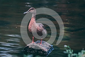 Duck standing on a tree trunk