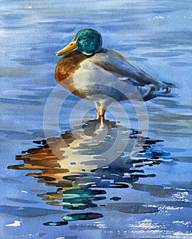 A duck standing in water realistic watercolor illustration