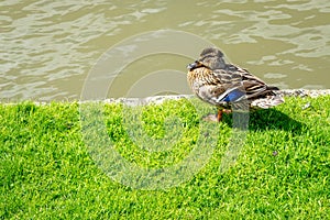 A duck stands on its paws on the shore of river cam. Mallard, lat. Anas platyrhynchos