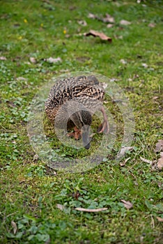 Duck stands in a lush grassy field, replete with deep green foliage, as it forages for food