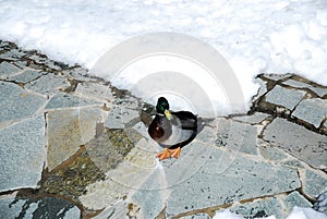 Grey-green duck on the floor photo