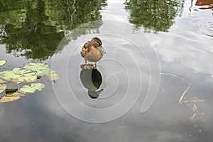 Duck stands in water