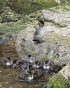 Duck Stock Photos.   Ducks.  Baby ducks. Moss rock. Picture. Photo, Image, Portrait