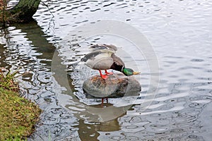 Duck on stone got its wings up, stretched its neck and calling other ducks. Lake water with tree branches reflection.