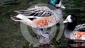 Duck, on a stone inside the water