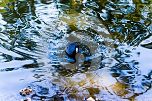 Duck - Stow Lake in Golden Gate Park