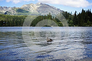 Duck on Strbske Pleso Mountain Tarn in High Tatras Mountains.