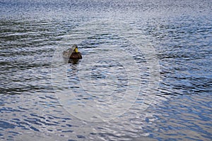 Duck on Strbske Pleso Mountain Tarn in High Tatras Mountains. Slovakia