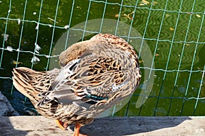 A duck that stuck its head under the wing and stands on the shore of the pool. photo