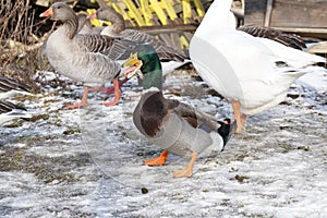 The duck is suffocating with a large piece of bread 1