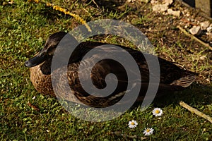 Duck in the sun - Elancourt - France