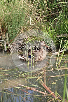 Duck in a swamp