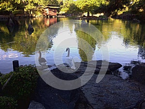 Duck and swan near tranquil lake