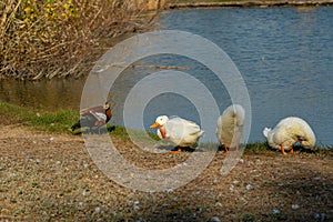 Duck and swank sitting on lake shore at park