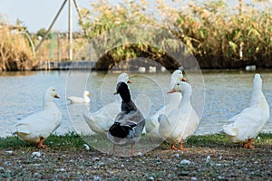 Duck and swank sitting on lake shore at park