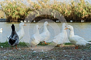 Duck and swank sitting on lake shore at park