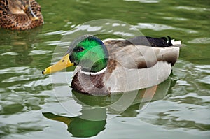 He-duck swimming