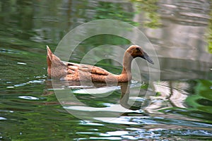 Duck Swimming