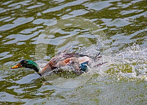 A Duck swimming