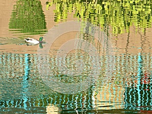 Duck swimming