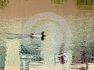 Duck swimming